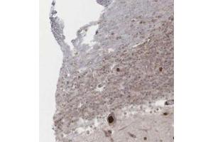 Immunohistochemical staining (Formalin-fixed paraffin-embedded sections) of human cerebellum with GPRASP1 polyclonal antibody  shows strong nuclear positivity in purkinje cells at 1:50 - 1:200 dilution. (GPRASP1 antibody)