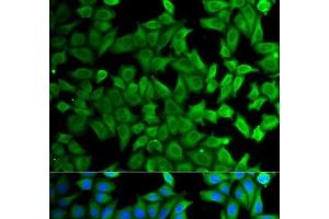 Immunofluorescence analysis of HeLa cells using KLKB1 Polyclonal Antibody (KLKB1 antibody)