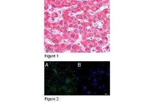 Figure 1: ABIN185213 (5µg/ml) staining of paraffin embedded Human Liver. (IFT74 antibody  (C-Term))