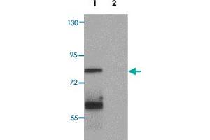 Western blot analysis of MSI2 in EL4 cell lysate with MSI2 polyclonal antibody  at 1 ug/mL. (MSI2 antibody  (N-Term))