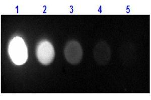 Dot Blot results of Bovine Albumin Texas Conjugate.