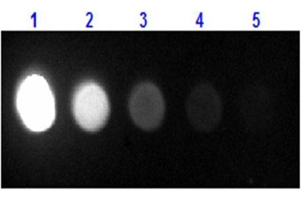 BSA Protein (Texas Red (TR))