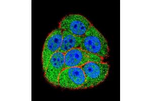 Confocal immunofluorescent analysis of XRCC5 Antibody (Center ) (ABIN655900 and ABIN2845300) with hela cell followed by Alexa Fluor 488-conjugated goat anti-rabbit lgG (green). (XRCC5 antibody  (AA 424-450))