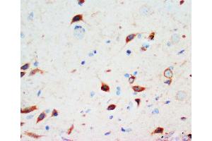 Anti-Secretogranin 3 antibody, IHC(P) IHC(P): Rat Brain Tissue (SCG3 antibody  (C-Term))