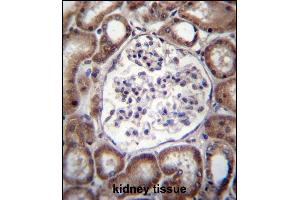 VPS54 Antibody (Center) (ABIN656860 and ABIN2846065) immunohistochemistry analysis in formalin fixed and paraffin embedded human kidney tissue followed by peroxidase conjugation of the secondary antibody and DAB staining. (VPS54 antibody  (AA 465-491))