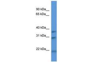 Image no. 1 for anti-NECAP Endocytosis Associated 1 (NECAP1) (AA 90-139) antibody (ABIN6746404) (NECAP1 antibody  (AA 90-139))
