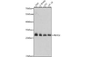 Western blot analysis of extracts of various cell lines, using REXO2 antibody (ABIN7269955) at 1:1000 dilution. (REXO2 antibody  (AA 26-237))
