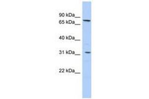 Image no. 1 for anti-Solute Carrier Family 23 (Nucleobase Transporters), Member 2 (SLC23A2) (AA 251-300) antibody (ABIN6740847) (SLC23A2 antibody  (AA 251-300))