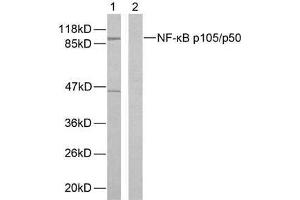 Western blot analysis of extracts from HeLa cells using NF-κB p105/p50 (Ab-893) antibody (E021018). (NFKB1 antibody)