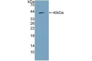 Detection of Recombinant NPY, Human using Polyclonal Antibody to Neuropeptide Y (NPY) (NPY antibody  (AA 30-97))