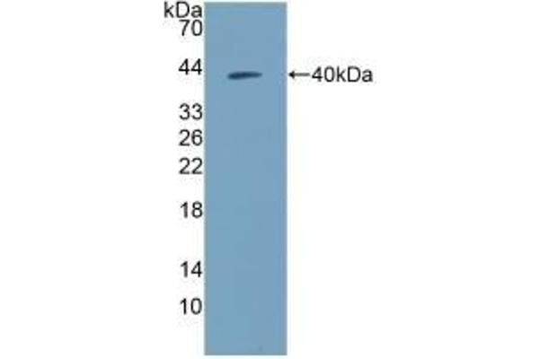 NPY anticorps  (AA 30-97)