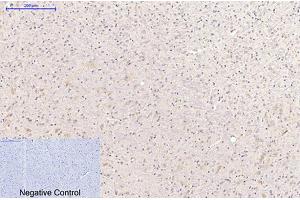 Immunohistochemical analysis of paraffin-embedded mouse brain tissue.