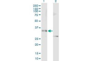 Western Blot analysis of STX12 expression in transfected 293T cell line by STX12 MaxPab polyclonal antibody. (Syntaxin 12 antibody  (AA 1-276))