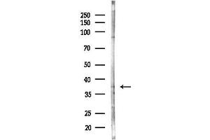 Western blot analysis of lysates from Mouse liver, using OR2G2 Antibody at 1/1000 dilution.