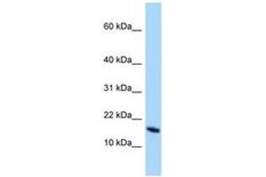 Image no. 1 for anti-OCIA Domain Containing 2 (OCIAD2) (N-Term) antibody (ABIN6748208) (OCIAD2 antibody  (N-Term))