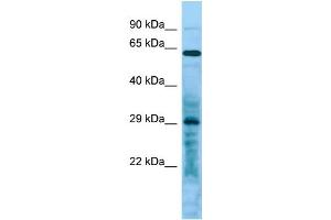 Host: Rabbit Target Name: LRRC10 Sample Type: Hela Whole Cell lysates Antibody Dilution: 1.