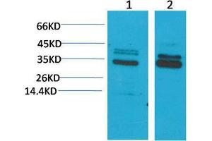 Western Blot (WB) analysis of 1) Mouse Brain Tissue, 2)Rat Brain Tissue, with CLIC4 Rabbit Polyclonal Antibody diluted at 1:2000. (CLIC4 antibody)