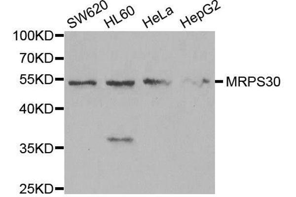 MRPS30 antibody  (AA 190-439)