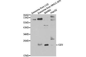 Western blot analysis of extracts of various cell lines, using CD9 antibody. (CD9 antibody  (AA 112-195))