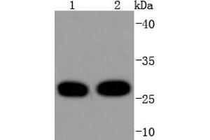 Lane 1: Hela, Lane 2: MCF-7 cell lysates, probed with 14-3-3 Theta (5G1) Monoclonal Antibody  at 1:1000 overnight at 4˚C.
