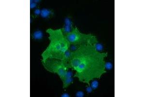 Anti-BTN1A1 mouse monoclonal antibody (ABIN2452839) immunofluorescent staining of COS7 cells transiently transfected by pCMV6-ENTRY BTN1A1 (RC223852). (BTN1A1 antibody)