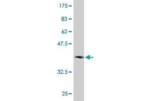Western Blot detection against Immunogen (37. (PAIP1 antibody  (AA 76-185))