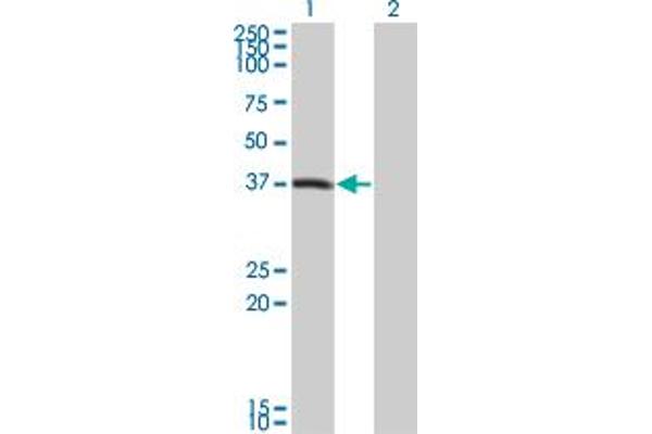 PEX10 antibody  (AA 1-326)