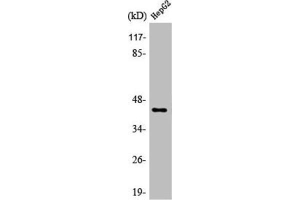 NECAB3 antibody  (C-Term)