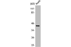 NECAB3 antibody  (C-Term)