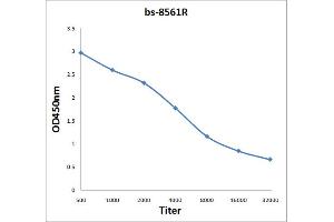 Antigen: 0. (Laminin antibody  (AA 2051-2200))