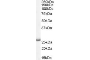 ABIN190762 (0. (APH1A antibody  (Internal Region))