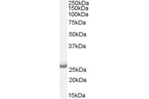 APH1A antibody  (Internal Region)