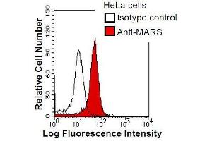 HeLa cells were fixed in 2% paraformaldehyde/PBS and then permeabilized in 90% methanol. (Mars (MARS) antibody)