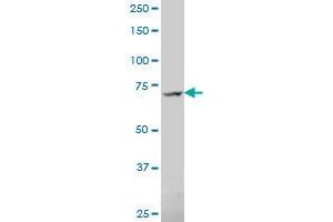 SNAP91 antibody  (AA 156-255)