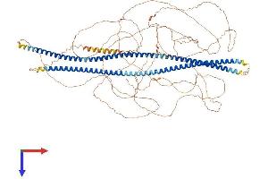 NEFH Protein (AA 1-1090) (His tag)