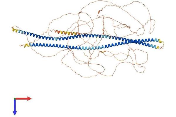 NEFH Protein (AA 1-1090) (His tag)