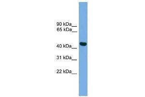 BRF2 antibody used at 0.