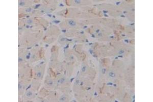Figure. (Neuropilin 1 antibody  (AA 27-141))