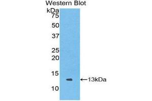 Western Blotting (WB) image for anti-Chemokine (C Motif) Ligand 1 (XCL1) (AA 27-107) antibody (ABIN3207847) (XCL1 antibody  (AA 27-107))