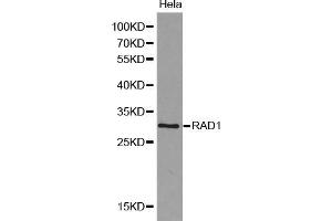 Western blot analysis of extracts of HeLa cells, using RAD1 antibody (ABIN5970410). (RAD1 antibody)