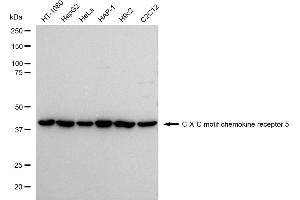 Western blotting analysis using C-X-C motif chemokine receptor 5 antibody (ABIN7798047). (Recombinant CXCR5 antibody)