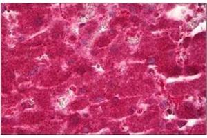 Formalin-Fixed, Paraffin-Embedded Human Liver stained with CYP39A1 (CYP39A1 antibody  (C-Term))