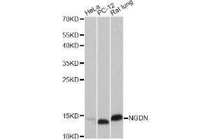 Western blot analysis of extracts of various cell lines, using VAMP8 antibody (ABIN6293662) at 1:1000 dilution. (VAMP8 antibody)