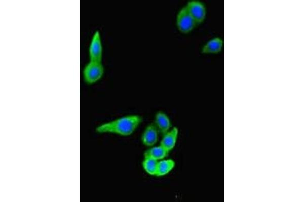 FAT4 antibody  (AA 4658-4862)