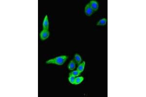Immunofluorescent analysis of HepG2 cells using ABIN7166537 at dilution of 1:100 and Alexa Fluor 488-congugated AffiniPure Goat Anti-Rabbit IgG(H+L) (FAT4 antibody  (AA 4658-4862))