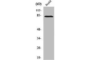 Western Blot analysis of HepG2 cells using RBAK Polyclonal Antibody (RBAK antibody  (N-Term))
