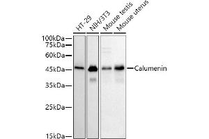 Western blot analysis of extracts of various cell lines, using (ABIN7266050) at 1:500 dilution. (CALU antibody)