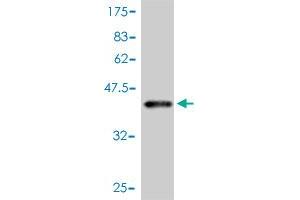 Western Blot detection against Immunogen (41. (Leptin antibody  (AA 22-167))