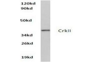 Image no. 2 for anti-V-Crk Sarcoma Virus CT10 Oncogene Homolog (Avian) (CRK) antibody (ABIN265373) (Crk antibody)