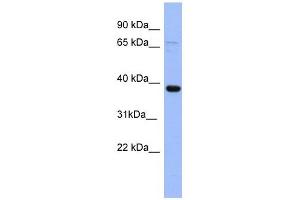 IER5 antibody used at 1 ug/ml to detect target protein. (IER5 antibody  (N-Term))